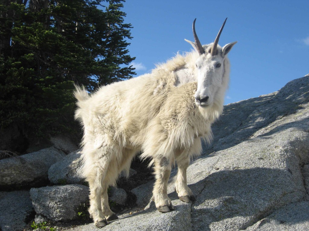 Mountain Goat-Alpine Lakes Wilderness