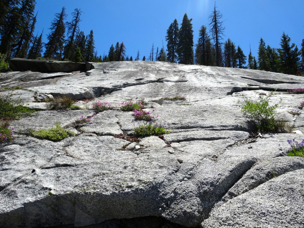 Rock slabs and flowers