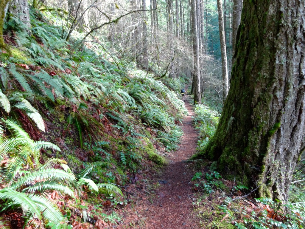 Ramble through an old growth forest
