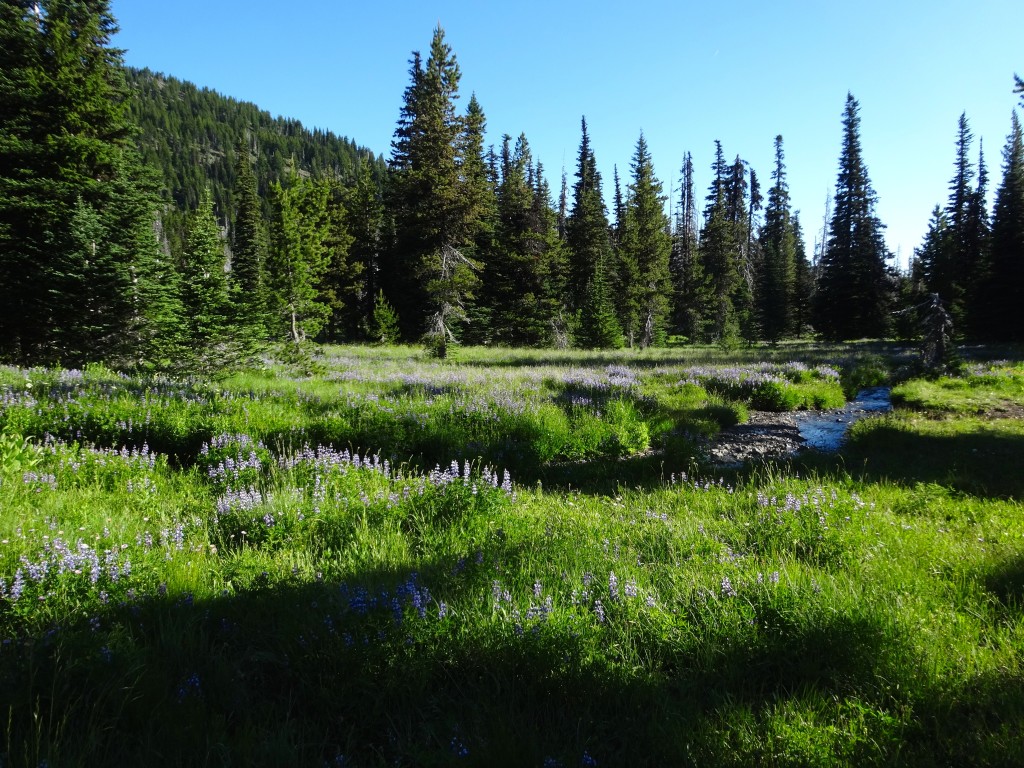 The spectacular lower meadows