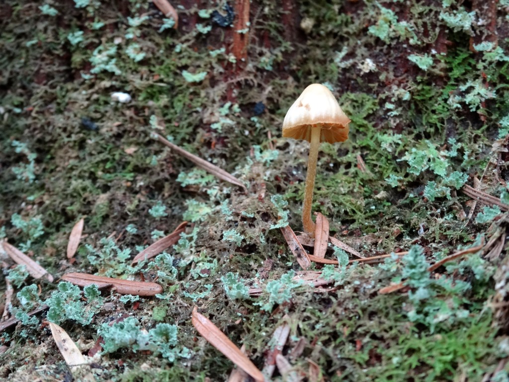 I love all the cool places that mushrooms can grow, sometimes under a nurse log or along a busy trail. This tiny guy was about a half of an inch tall and growing right on the Eagle Creek Trail. It is interesting that it would try grow even on the most heavily traveled trails around, life will carry on!