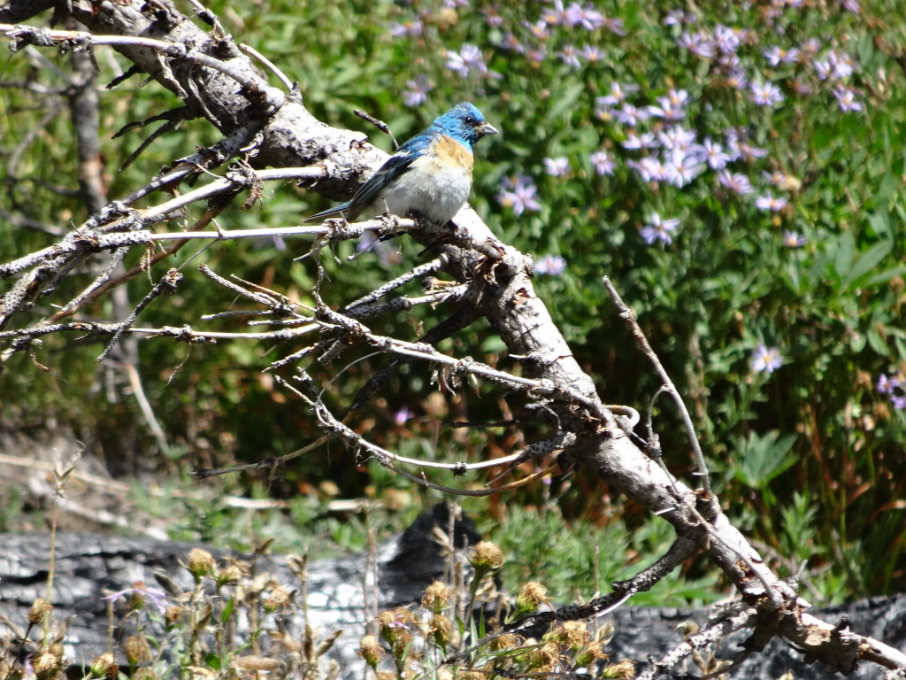 On my last day going around Mt. Adams this year, this little Mt. Bluebird flew with me for a 1/4 mile or so. After spending a quiet night off trail, it seemed to know that I needed a bit of company. Thanks little guy!