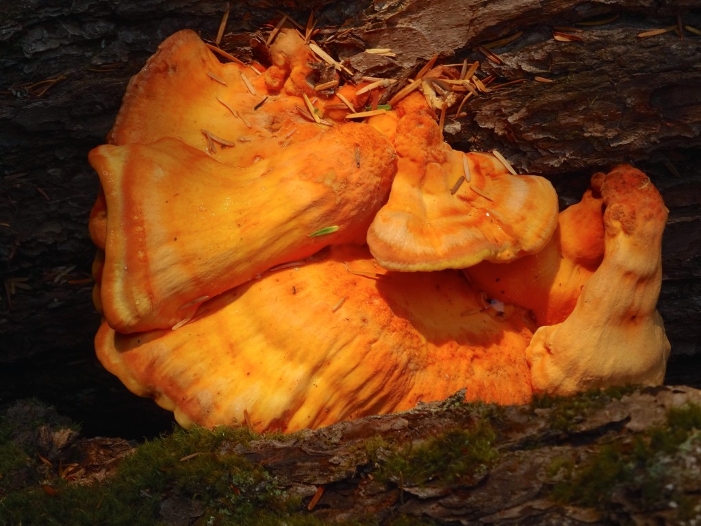 A colorful mushroom
