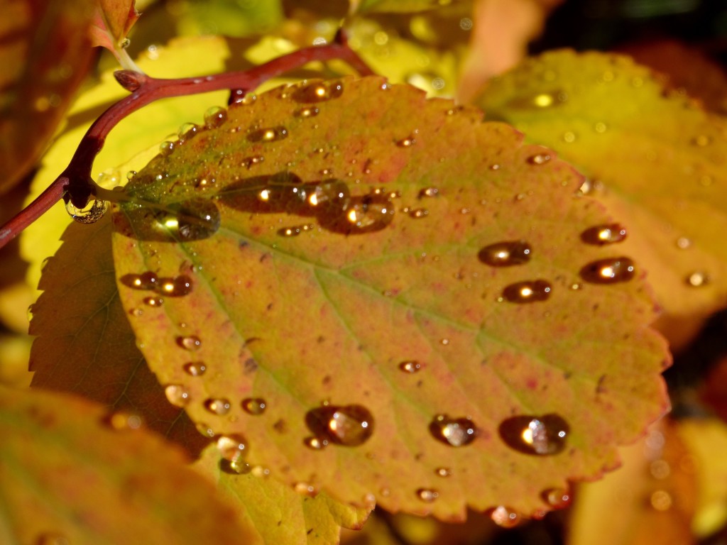 Morning dew on huckleberry leaf