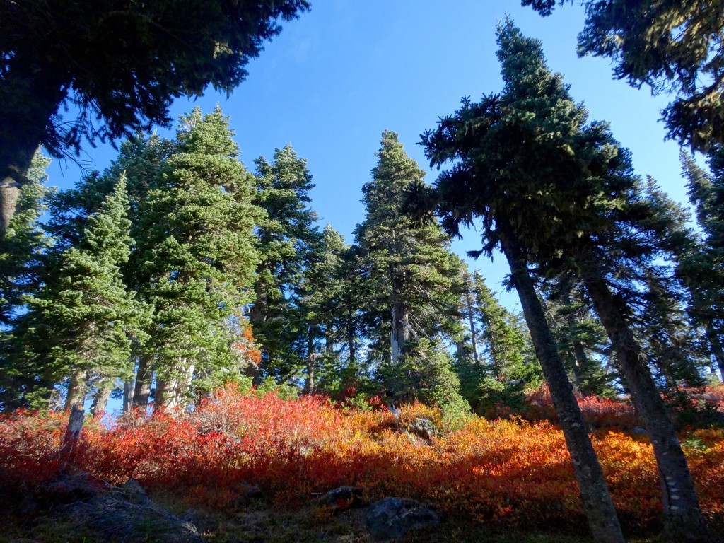 Fall color explosion on the PCT 