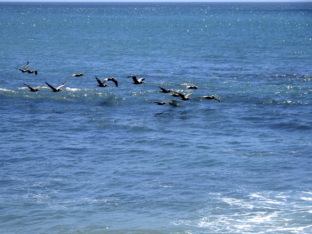 Flock of pelicans scope the surf for fish