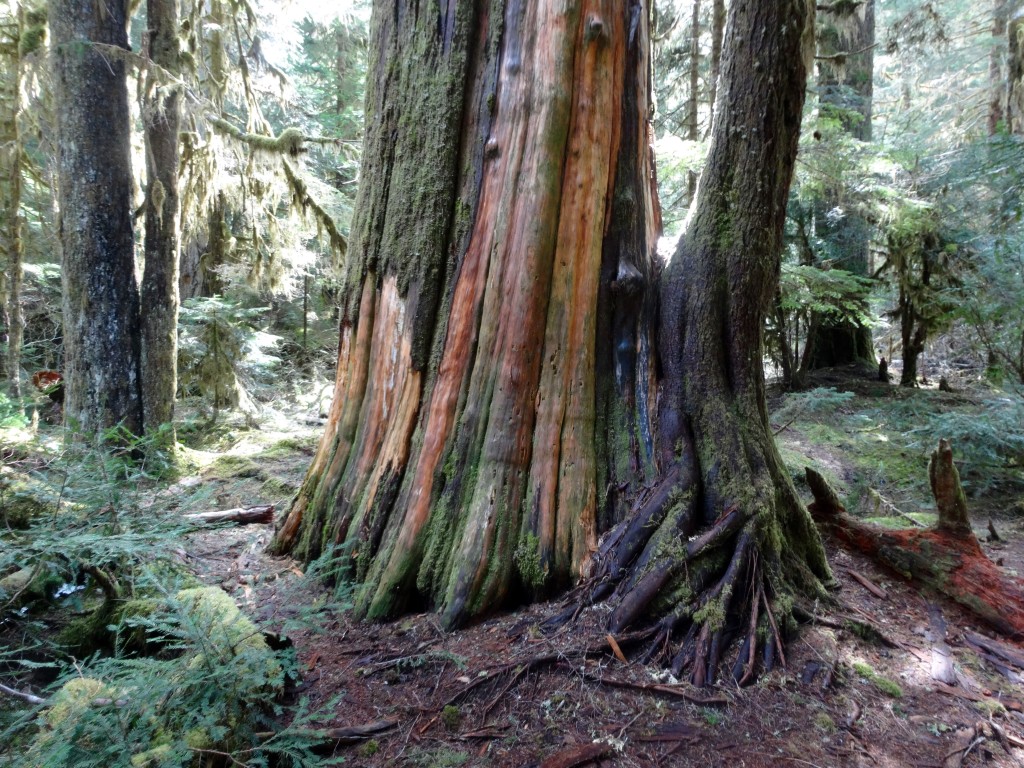 A big cedar trailside