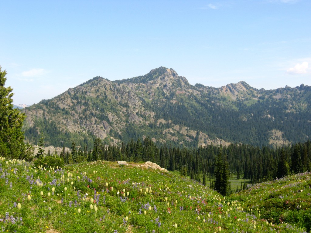 Flower meadows for miles on the PCT near Chinook Pass