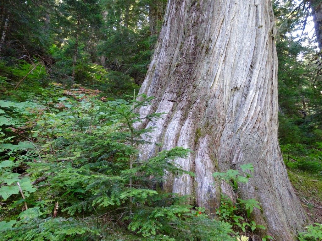 Nice old growth in the Deception Creek Drainage