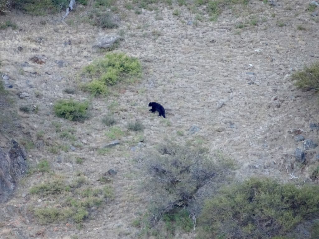 Second bear of the trip in Muse Meadows