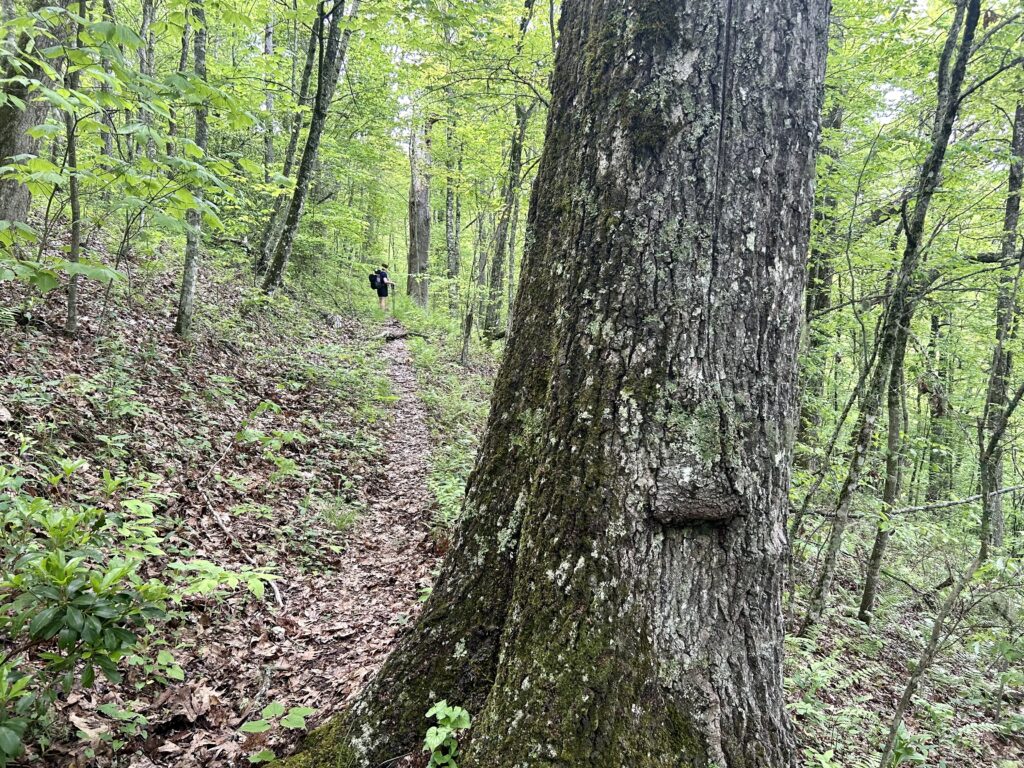 Second generation trees